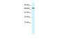 KCNN2 antibody - C-terminal region